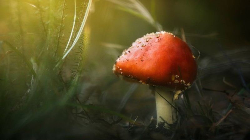 mushroom, nature, grass, plants, macro
