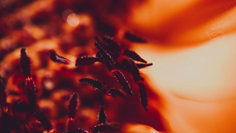 stamens, pollen, flower, macro, 4k