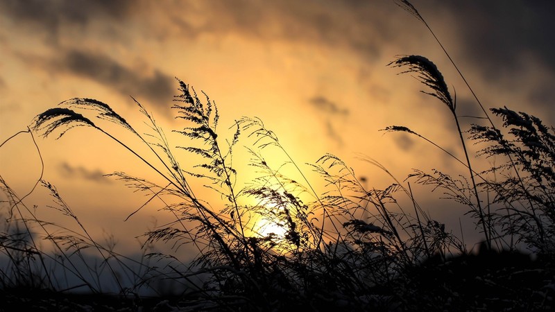 wheat, sunset, nature, landscape, clouds, sky