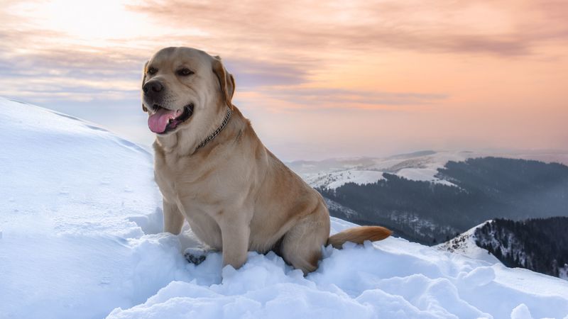 labrador, dog, snow, mountains, 4k