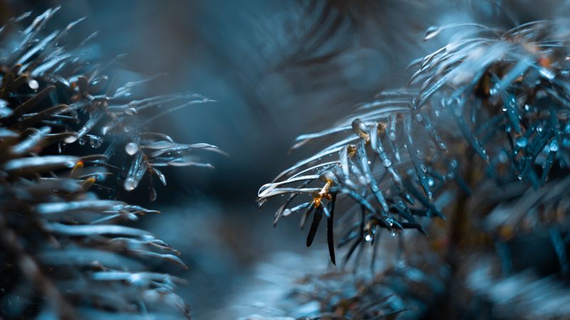 branch, drops, needles, blur, macro, 4k