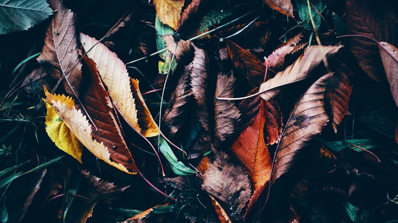 leaves, autumn, fallen, wet, grass, 4k