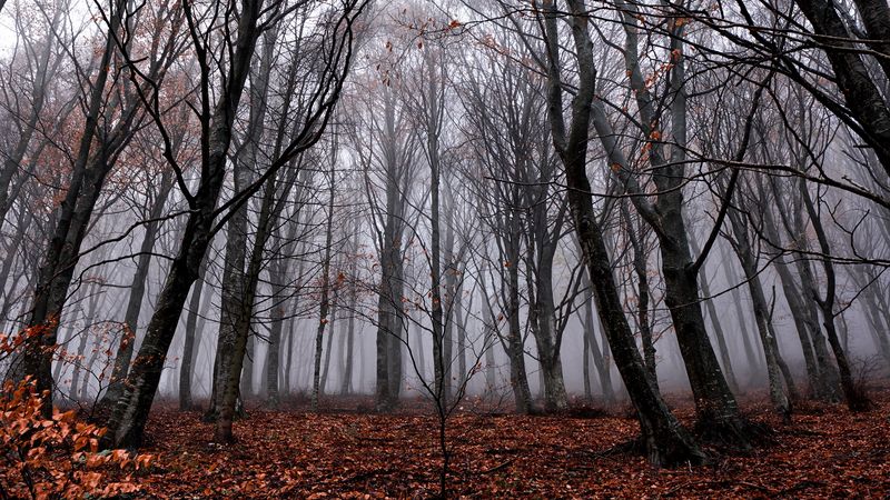 trees, fog, forest, autumn, foliage, fallen, 4k