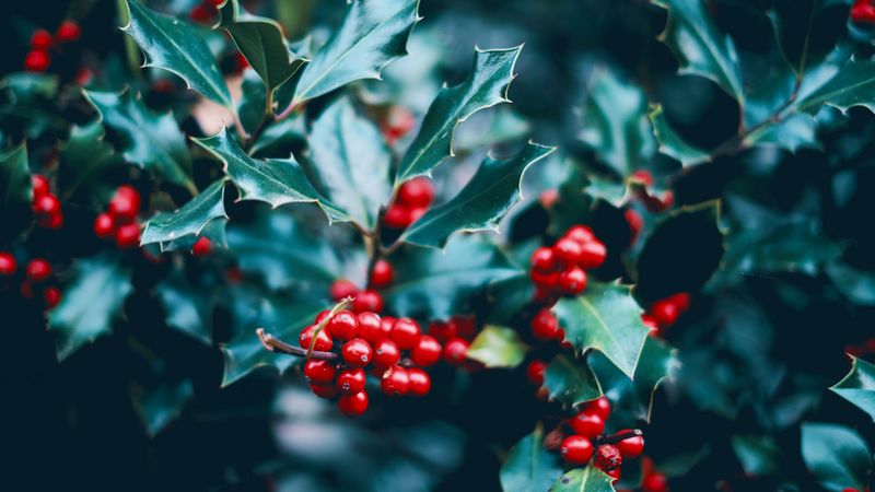 berries, branch, macro, leaves, bush, 4k