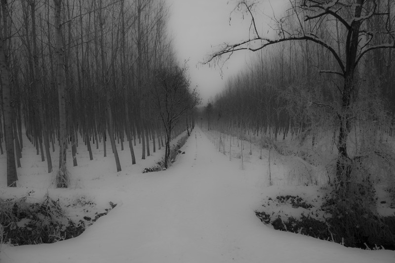 snow, trees, nature, gloomy, monochrome, winter