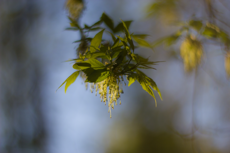 green, plants, nature