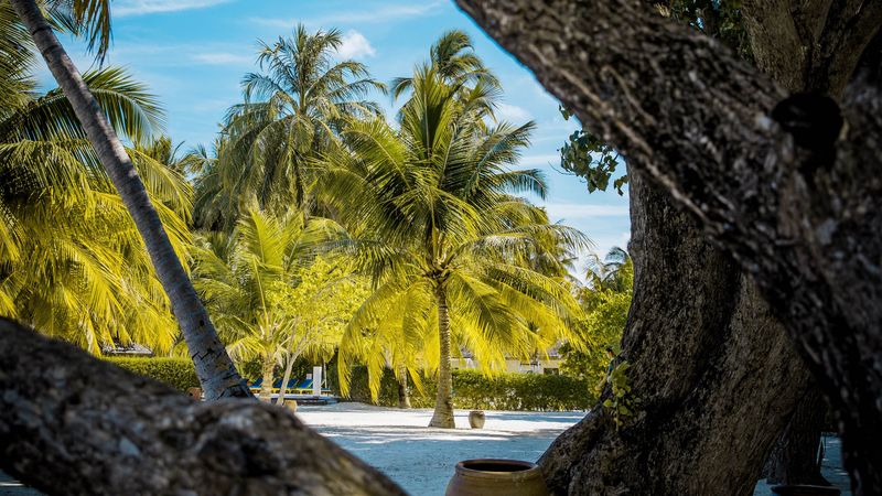 palm trees, tropics, trees, sand, beach, 4k
