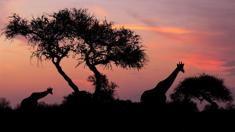 animals, silhouette, sky, dark, nature, giraffes, mammals