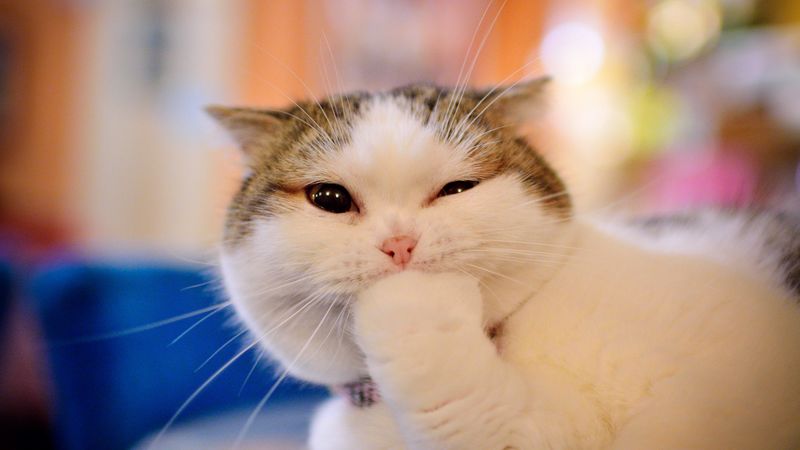cat, emotions, cute, paw, muzzle, 4k