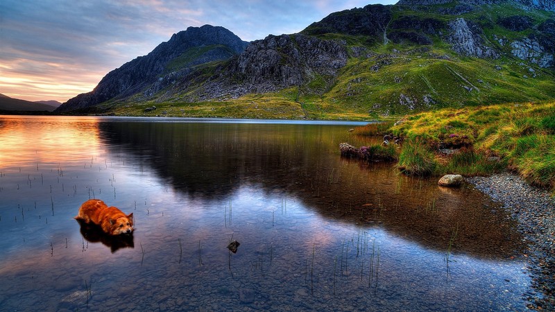 landscape, animals, nature, mountains, lake, dog, clouds, grass, rocks, beach
