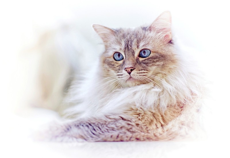 blue eyes, animals, cats, mammals