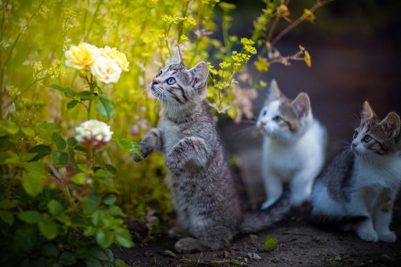 flowers, outdoors, plants, cats, animals, kittens