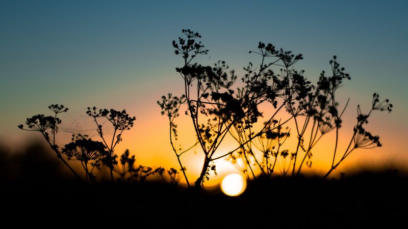 grass, sunset, sky, sun, blur, 4k