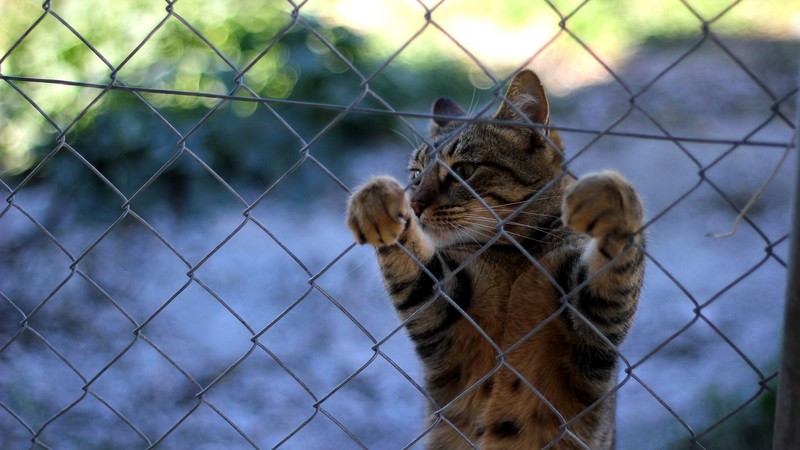 cats, animals, fence, nature, blurred