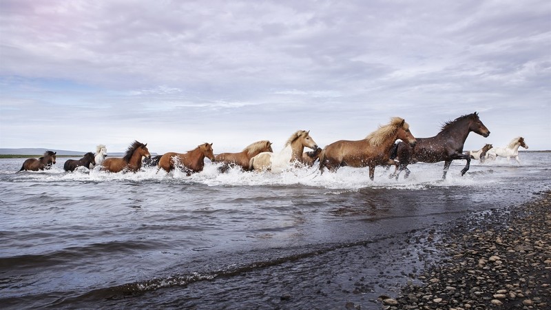 horse, animals, running, waves, beach, clouds, nature, rocks