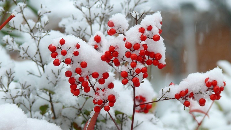 plants, nature, berries, snow, winter