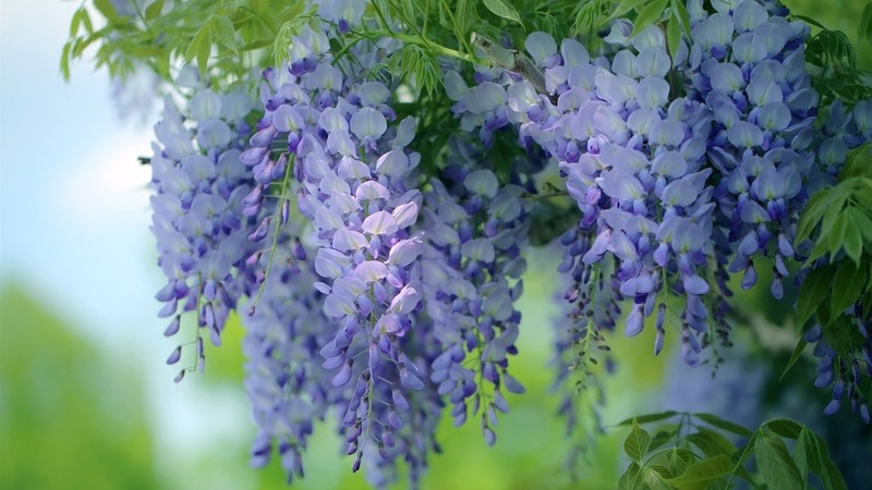 flowers, plants, nature