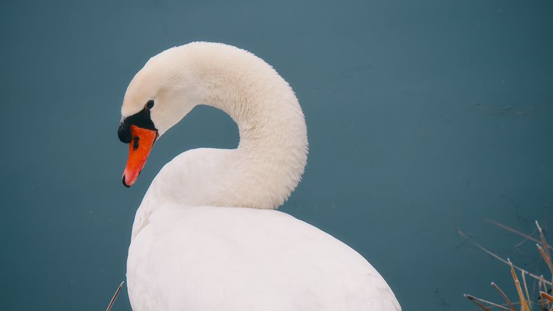 swan, bird, white, water, 4k