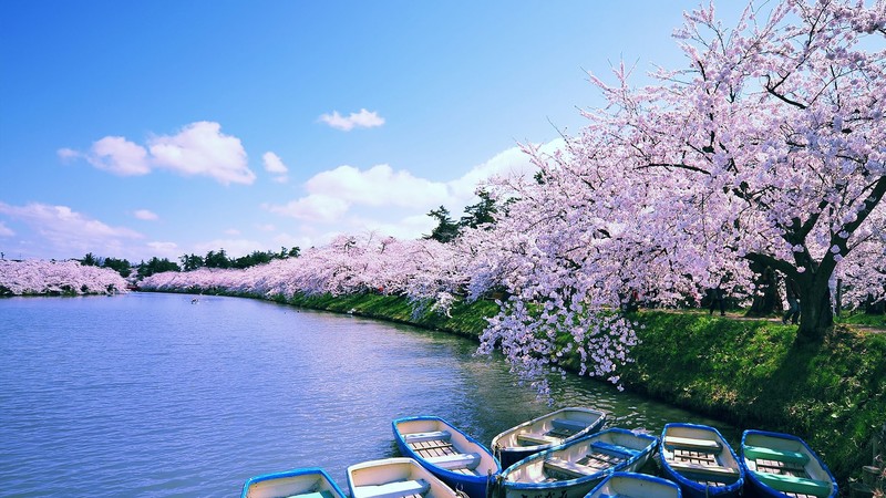 reflection, Sakura blossom, boat, clouds, Japan, Hirosaki, water ripples, lake, spring