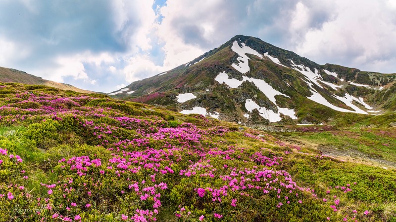 Romania, landscape, flowers, mountains