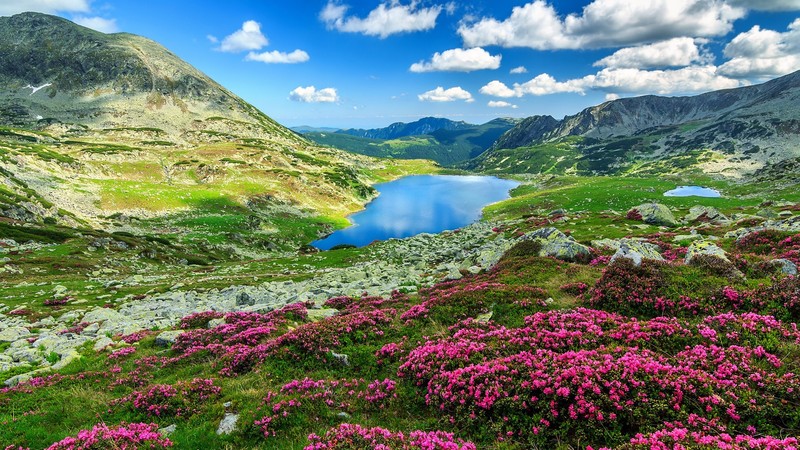 nature, landscape, clouds, sky, pink flowers, rocks, mountains, lake, Rhododendron, Romania, Retezat National Park