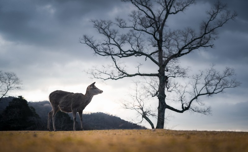 animals, Japan, outdoors, mammals, trees, deer, overcast