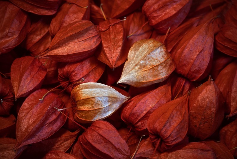 red, nature, plants, colorful