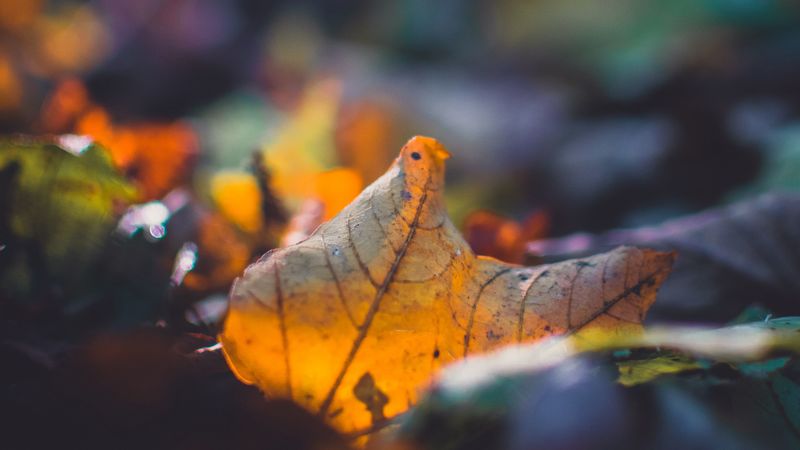 sheet, autumn, macro, fallen, blur, 4k