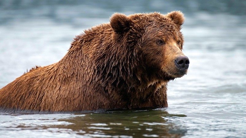 water, nature, animals, mammals, bears