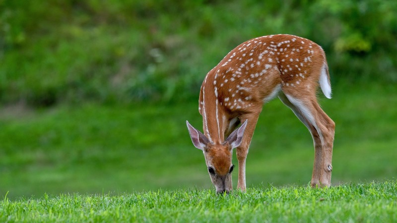 deer, nature, animals, mammals