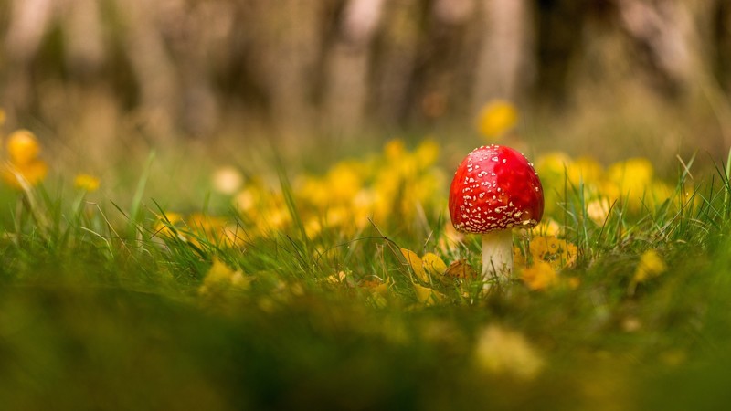 nature, plants, mushroom, grass