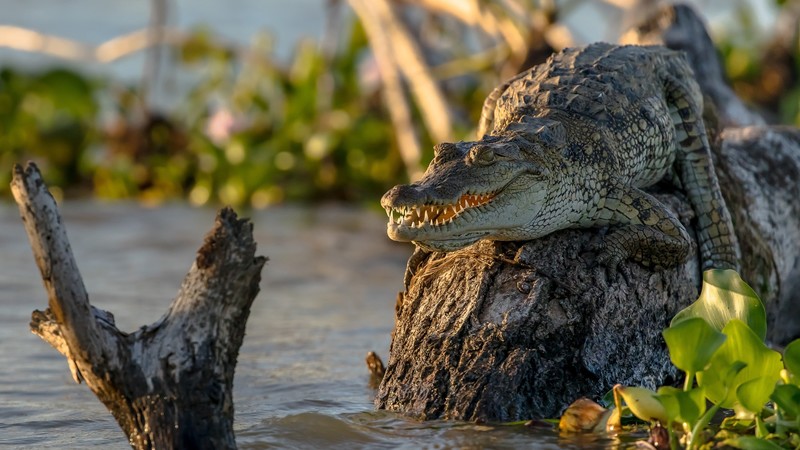reptile, animals, nature, crocodile