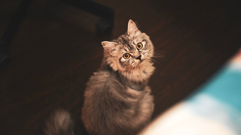 cats, animals, mammals