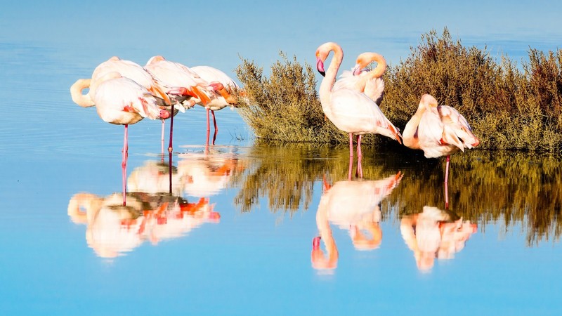 flamingos, animals, nature, water, reflection, birds