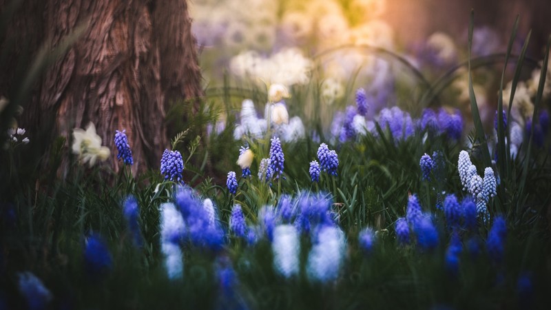 nature, flowers, colorful, plants