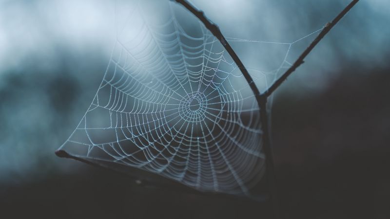 cobweb, weaving, macro, dew, drops, blur, 4k