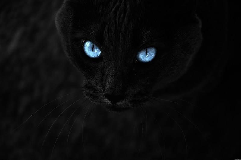 black cats, blue, eyes, dark, contrast, animals, blue eyes, mammals