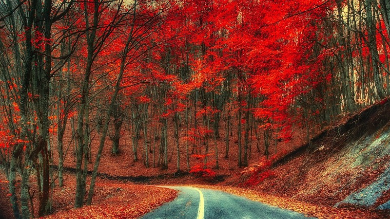 trees, road, nature, landscape, fall