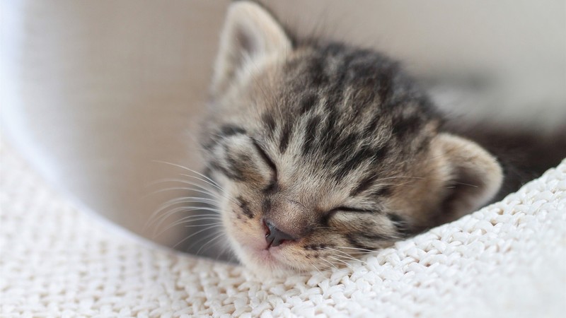 cats, sleeping, animals, mammals, kittens
