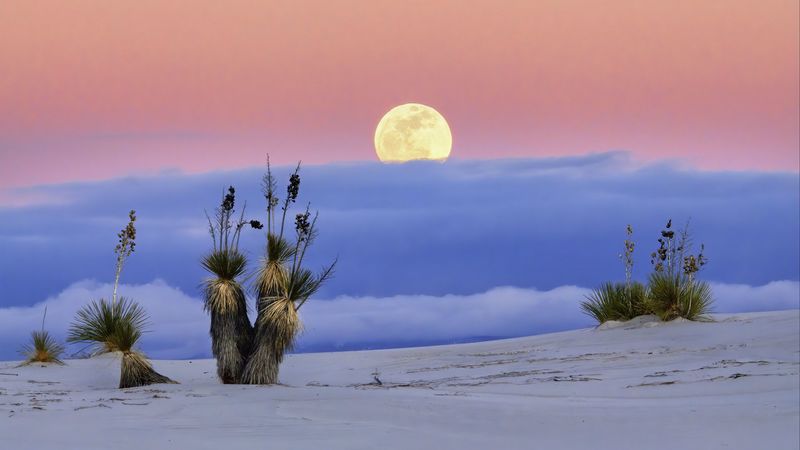 moon, desert, palm tree, sand, 4k