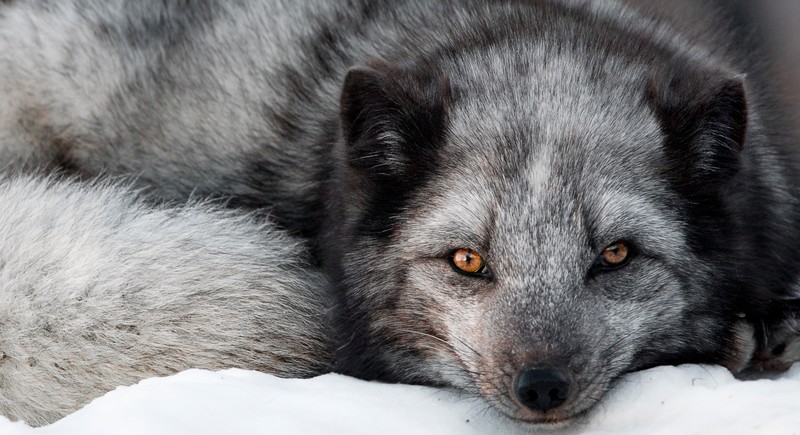 fox, animals, mammals