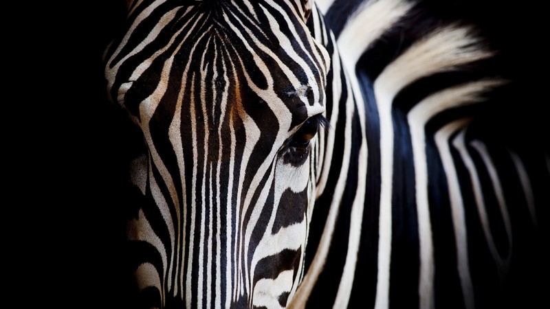 zebras, animals, dark, black, white