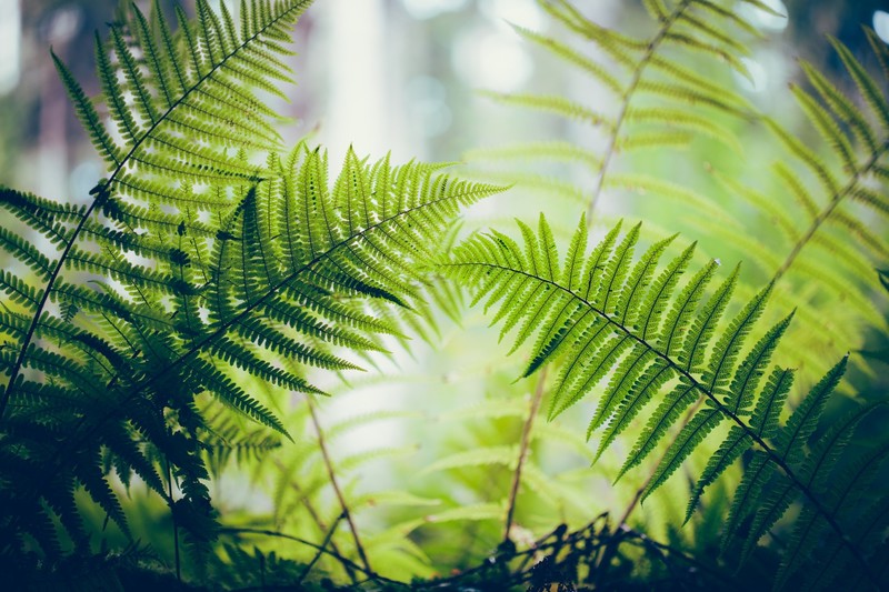 nature, plants, green, ferns