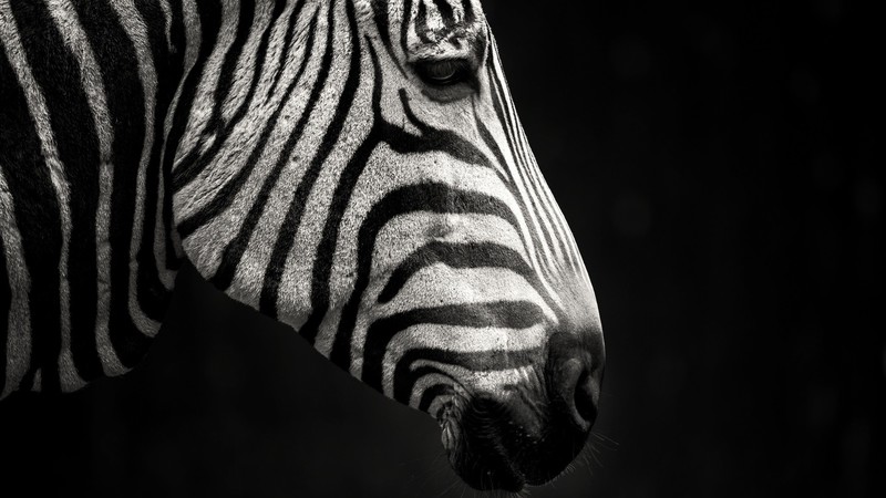 zebras, animals, dark, black, white, mammals