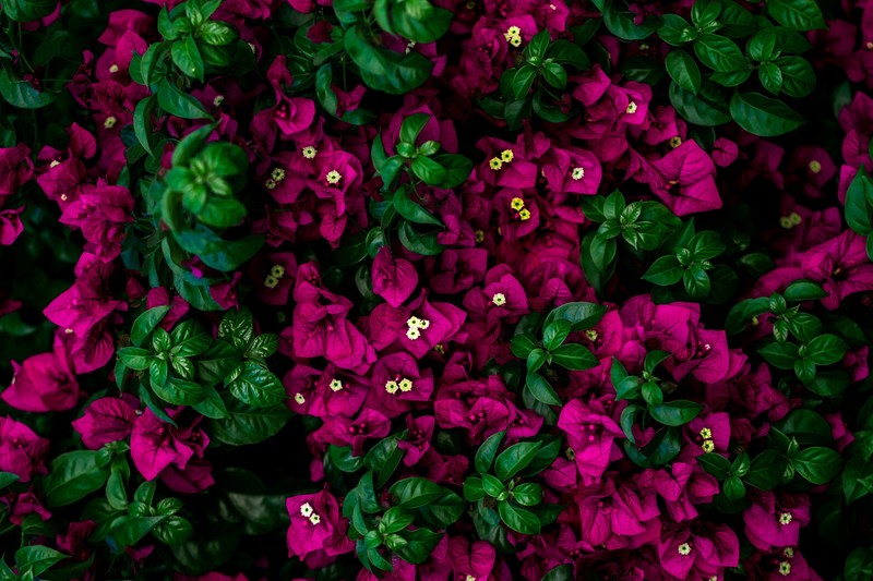 flowers, plants, colorful, bougainvillea