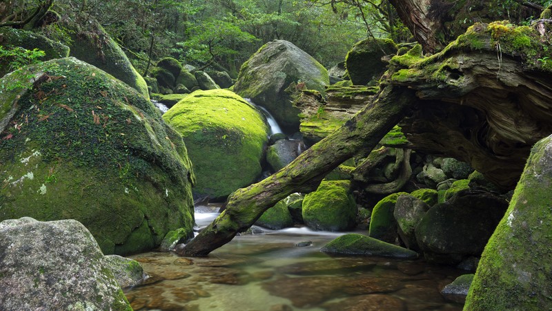 nature, river, green, rocks, water, plants