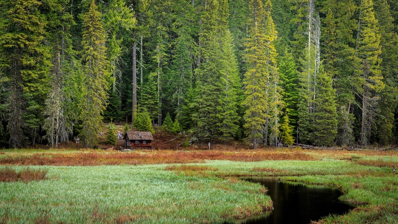 nature, landscape, house, water, trees, grass, green, cabin