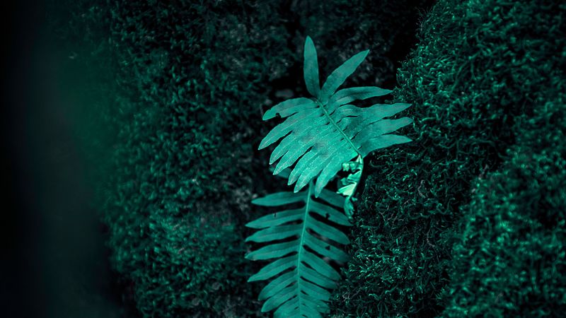 moss, vegetation, macro, green, tree, 4k