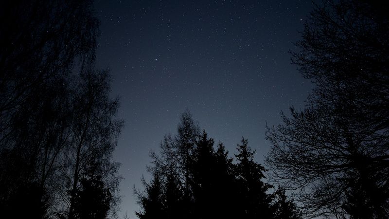 starry sky, stars, night, branches, bottom view, 4k