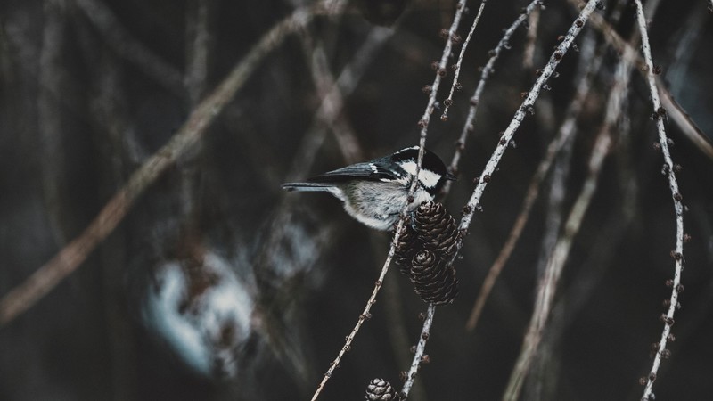 nature, animals, birds, chickadee, branch, pine cones